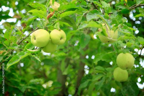 Green apples on the branch