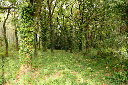 ivy forest and ferns 