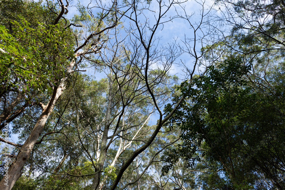Dense tree leaves and branch with blue sky background. Dense tree leaves and branch with blue sky background.