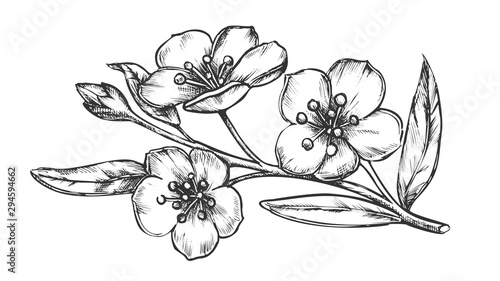 Sakura Oriental Fruit Garden Tree Vintage Vector. Graceful Sakura Twig With Flowers And Leaves Romantic Place Element. Engraving Layout Pencil Drawn In Retro Style Black And White Illustration