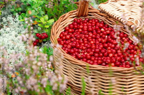 Lingonberry in the forest in a wicker basket with a lid, close up