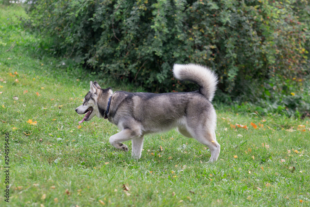 Cute siberian husky is walking in the autumn park. Dark grey and white coat. Pet animals. Cute siberian husky is walking in the autumn park. Dark grey and white coat. Pet animals.