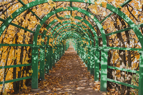 Photography autumn in a garden tunnel in the park in moscow 1
