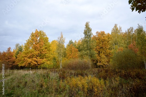 yellow trees in autumn