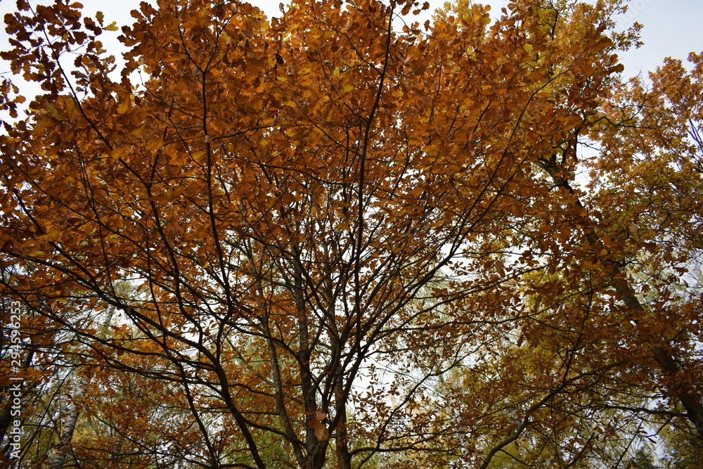 Fototapeta premium tree in autumn