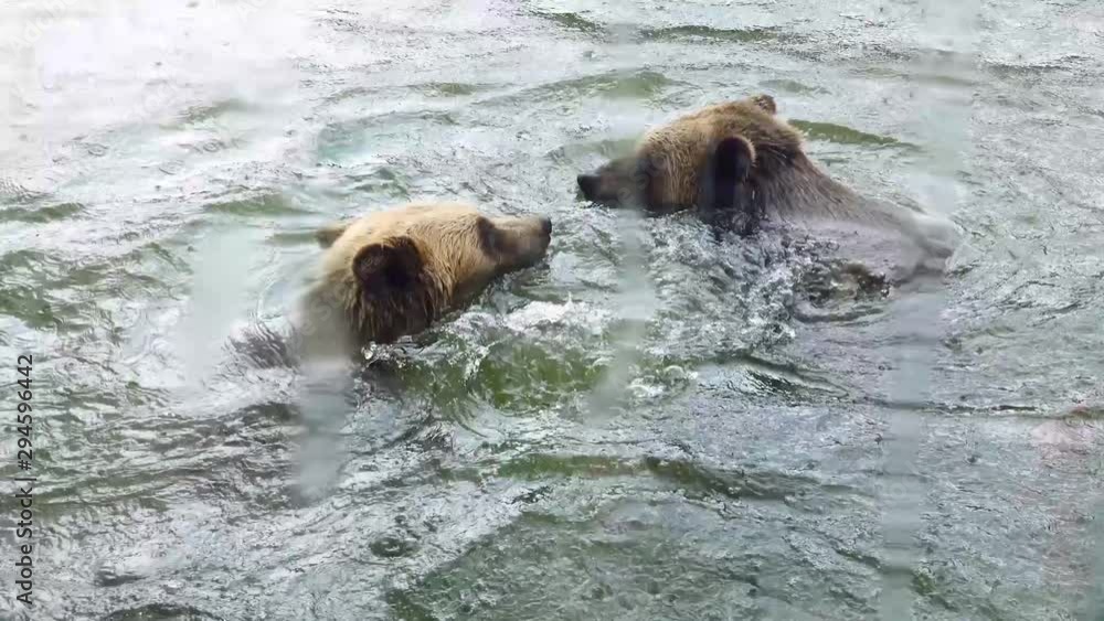 Bears bathe in the water during the rain Bears bathe in the water during the rain