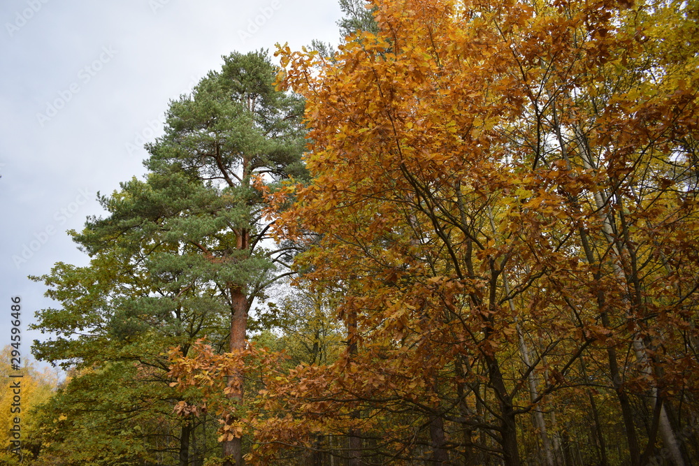 Naklejka premium yellow maple tree in autumn