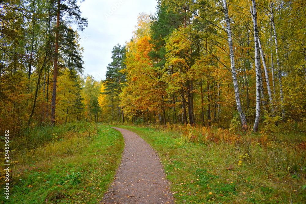 Obraz premium road in the forest