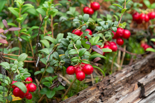 Ripe red lingonberries on a bush in the forest