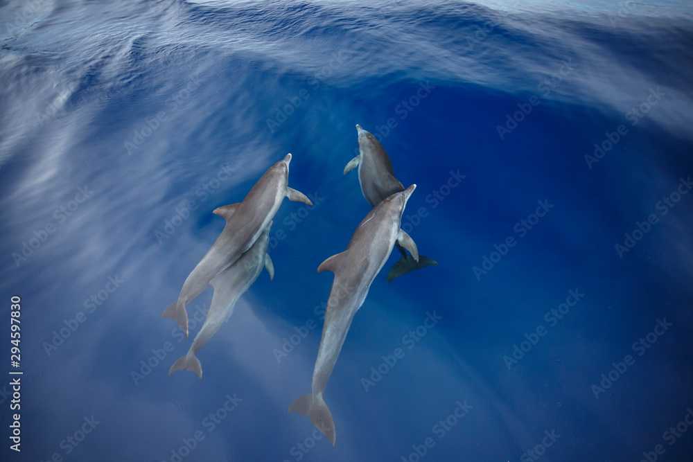 ボートに興味を持ってバウライドするミナミハンドウイルカ Stock 写真 Adobe Stock ボートに興味を持ってバウライドするミナミハンドウイルカ Stock 写真 Adobe Stock