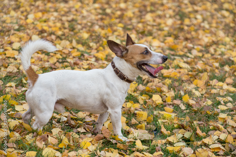 Cute jack russell terrier puppy is standing on yellow leaves in the autumn park. Pet animals.