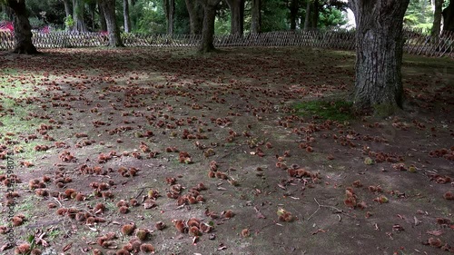 Fallen Sweet Chestnuts (Castanea sativa) - split cupules with nuts -  around the tree. Portugal photo