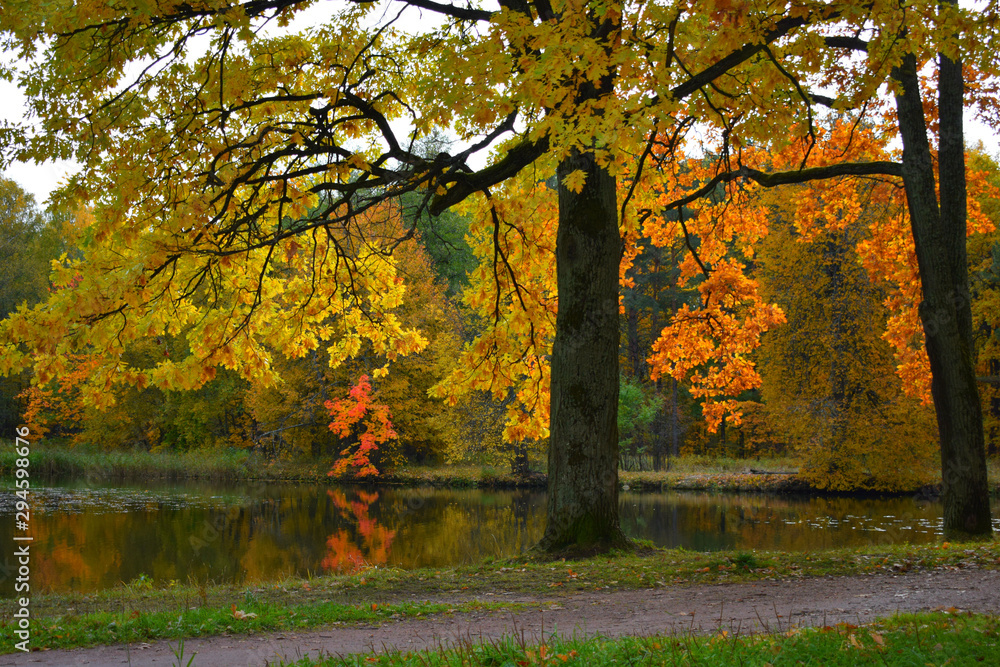 Obraz premium autumn in the park