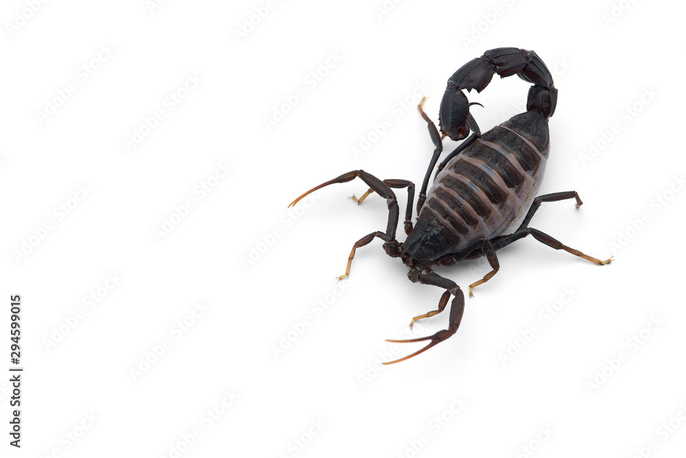 African venom Scorpion isolated on white background African venom Scorpion isolated on white background