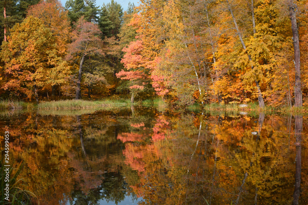 Fototapeta premium autumn in the park