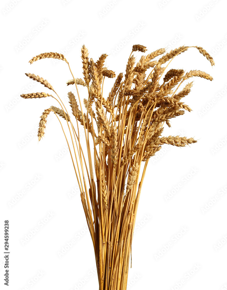 Fototapeta premium Wheat Ears