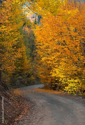 Amazing golden autumn colors in the forest path track.artvin/turkey