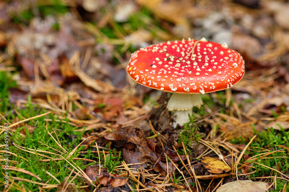 A beautiful red fly agaric standing in a mixed forest on the forest floor in October in autumn in Bavaria, Germany A beautiful red fly agaric standing in a mixed forest on the forest floor in October in autumn in Bavaria, Germany