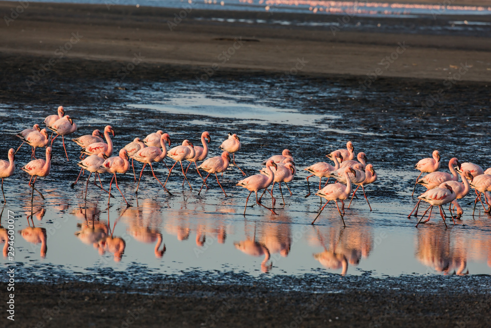 Naklejka premium Concept of birdwatching