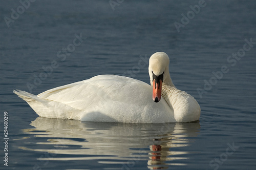adult bird of a white swan on blue water in a natural habitat