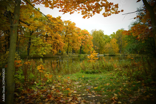 autumn trees by the lake in the Park