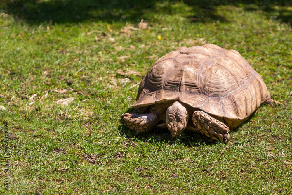 Fototapeta premium Tortue