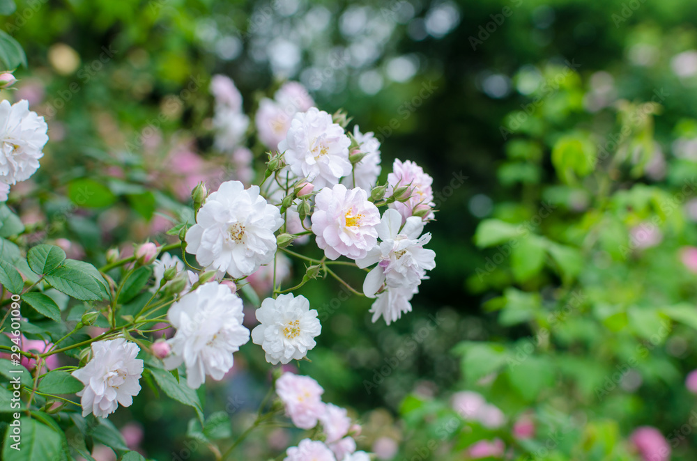 White Flowers. Rosa Multiflora In The Garden. White Flowers. Rosa Multiflora In The Garden.