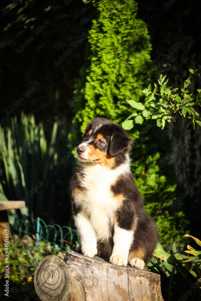 Portrait of Australian shepherd dog outdoors