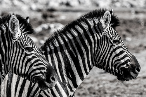 Zebre au par national d etosha en namibie