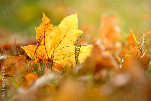 A beautiful yellow autumn leaf of a maple tree is lying in the grass of a meadow together with brown oak leaves in October in Bavaria, Germany