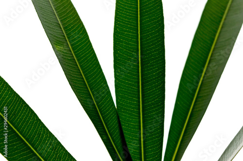 Green tropical plant leaves close up isolated on white background. High contrast creative nature photography.