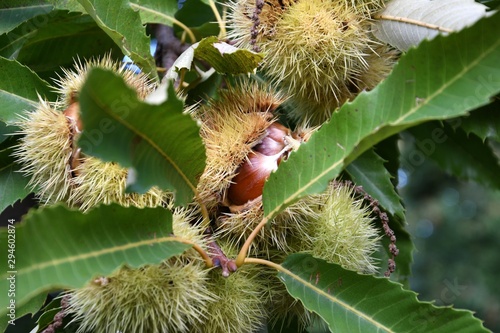 close up of  chestnuts on the branches in a beautiful chestnut forest in Tuscany during the autumn season before the harvest. Italy.