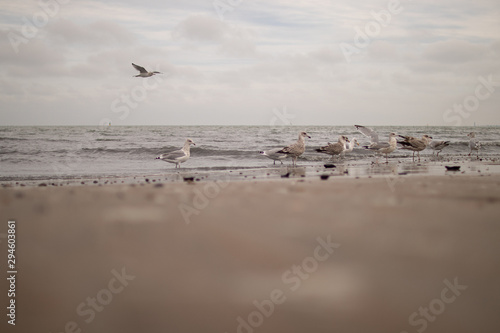 seagulls on the beach