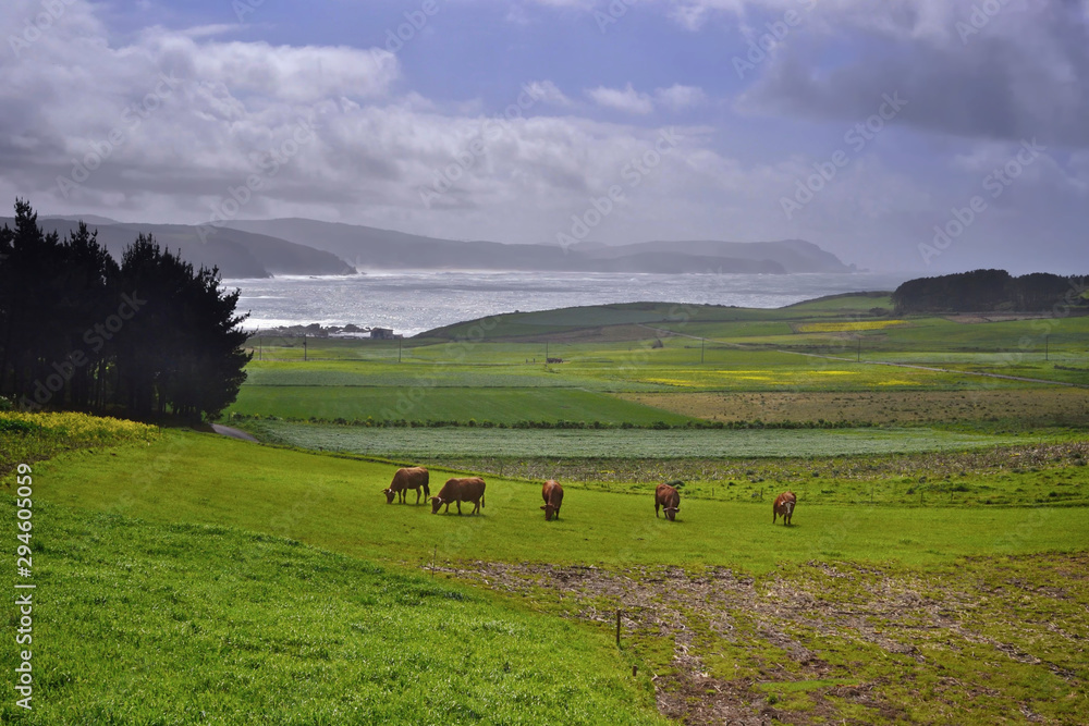 Cows grazing near Nemina beach, Muxia, Costa da Morte, Galicia, Spain.