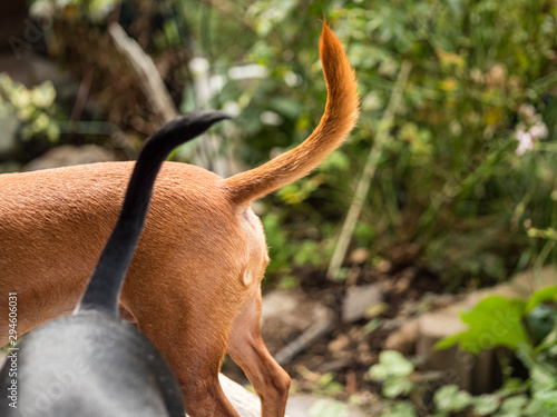 犬のしっぽ、後ろ姿 photo