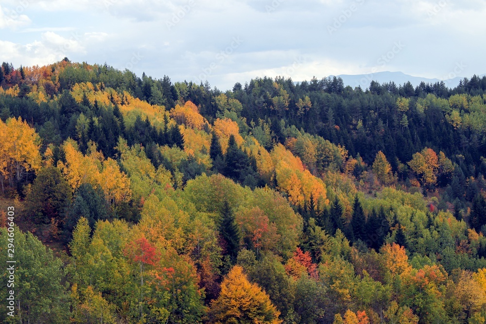 Amazing golden autumn colors in the forest path track.artvin/turkey