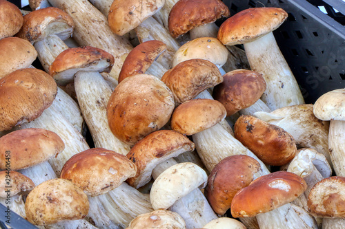 Autumn cep mushroom. Basket with fresh porcini mushrooms