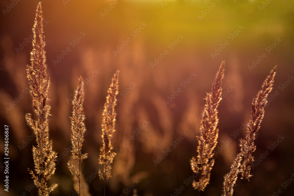 Fototapeta premium Background yellow blades of grass glowing in the sun. Close-up