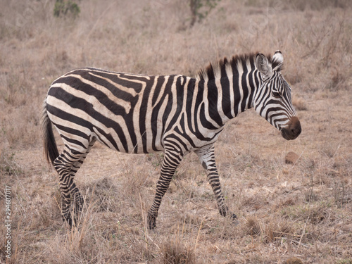 zebra in nairobi national park