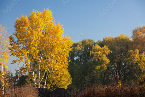 Yellow trees against the blue sky.