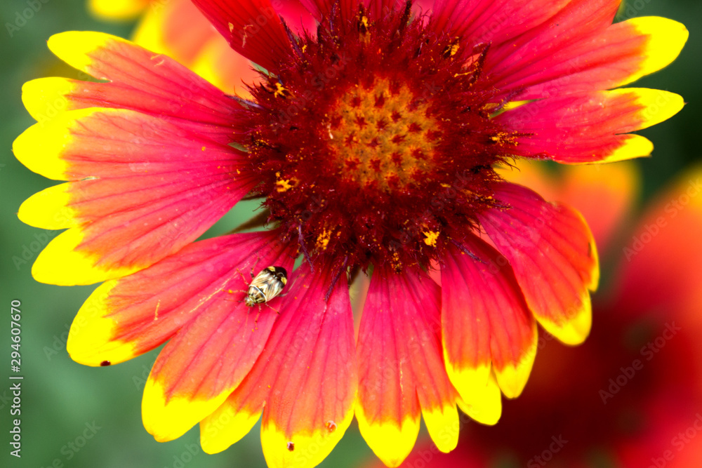 Garillardia Garillardia
