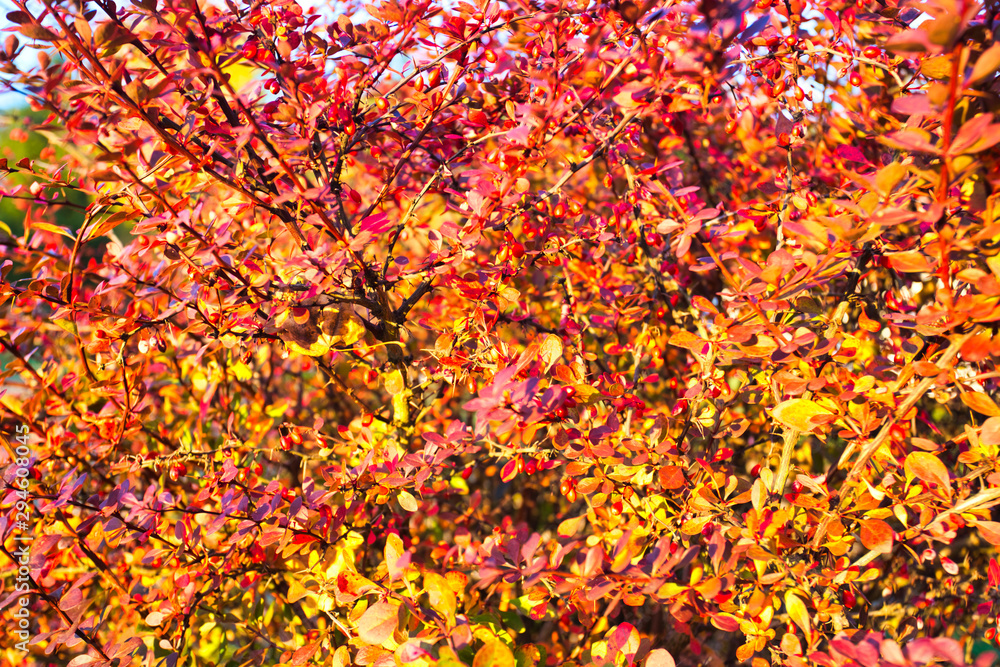 autumn colorful barberry bush background autumn colorful barberry bush background