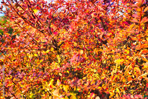 autumn colorful barberry bush background
