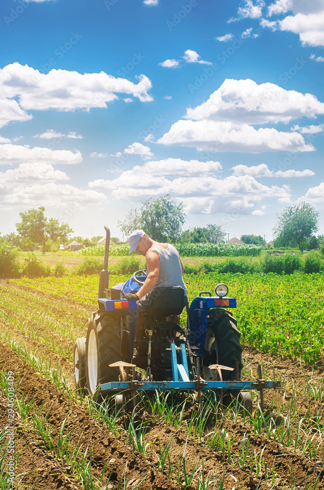 Obraz premium A farmer on a tractor plows a field. Vegetable rows of leeks. Plowing field. Seasonal farm work. Agriculture crops. Farming, farmland. Organic vegetables. Weed protection. Selective focus