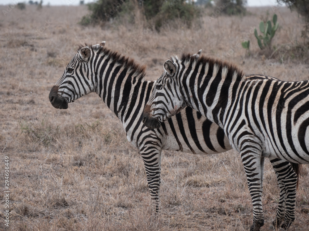 zebra in nairobi national park zebra in nairobi national park