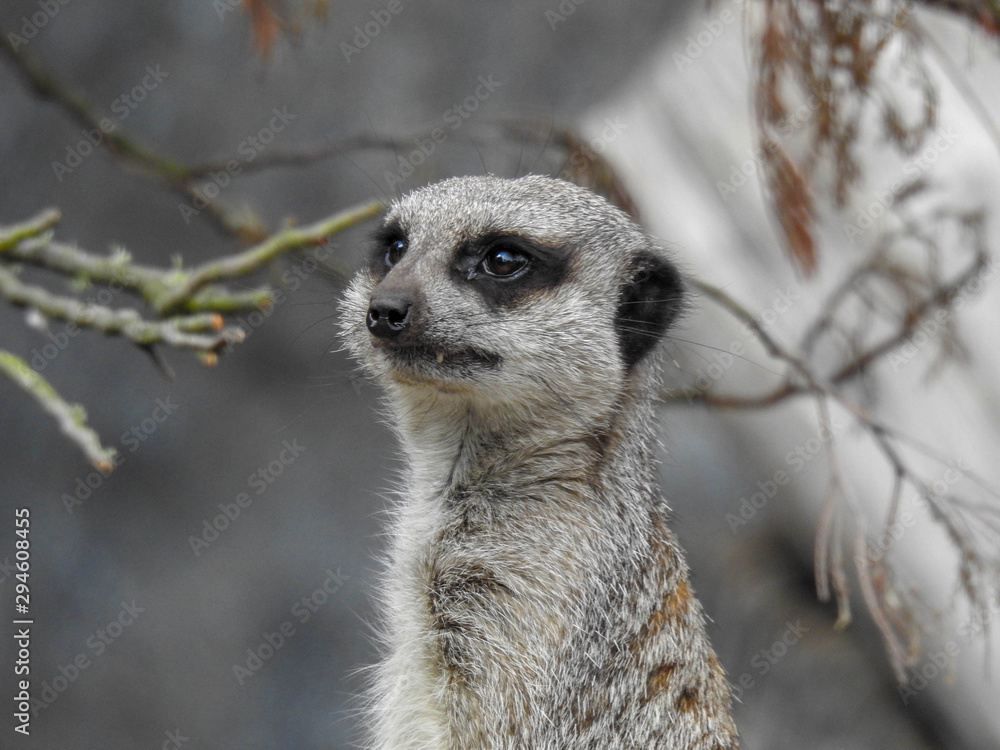 Fototapeta premium Cute meerkat on the lookout