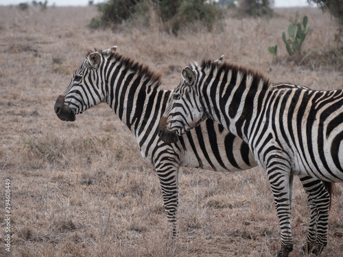 zebra in nairobi national park