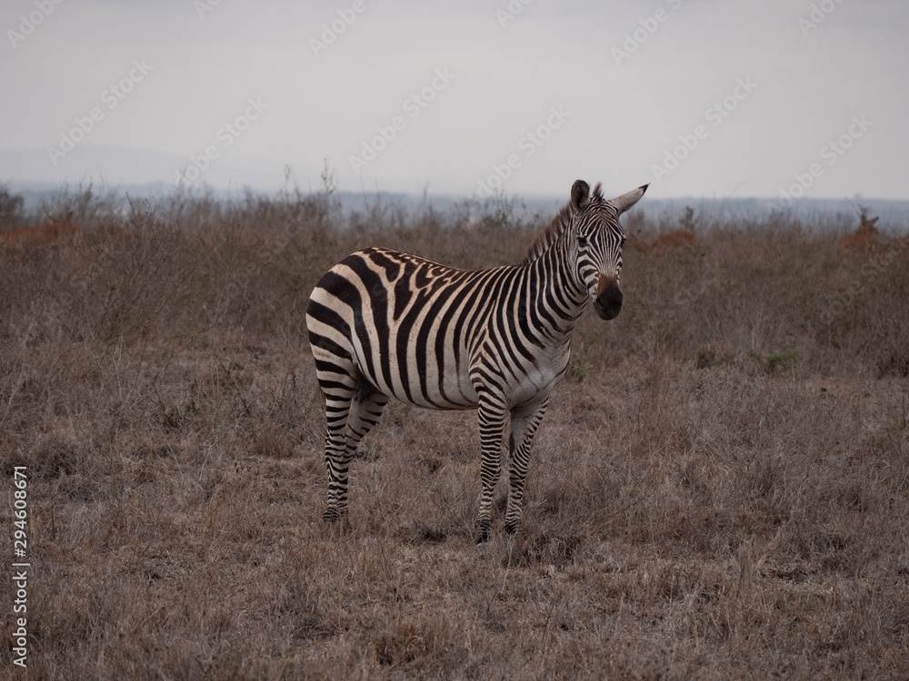 zebra in nairobi national park