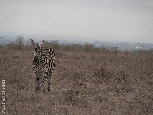 zebra in nairobi national park