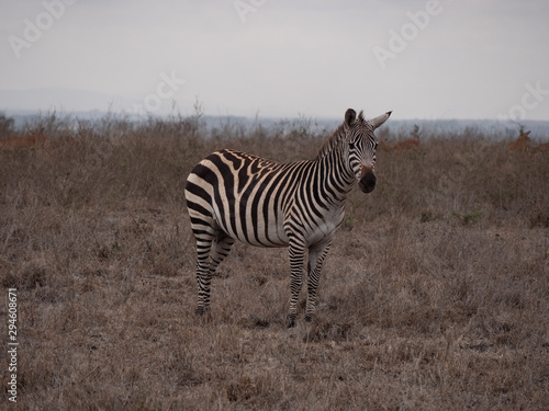 zebra in nairobi national park